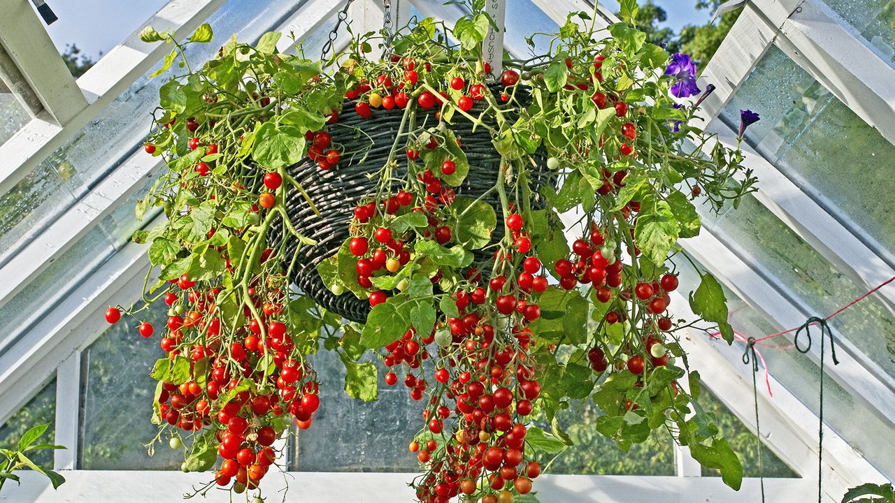 Tomatoes growing in hanging basket