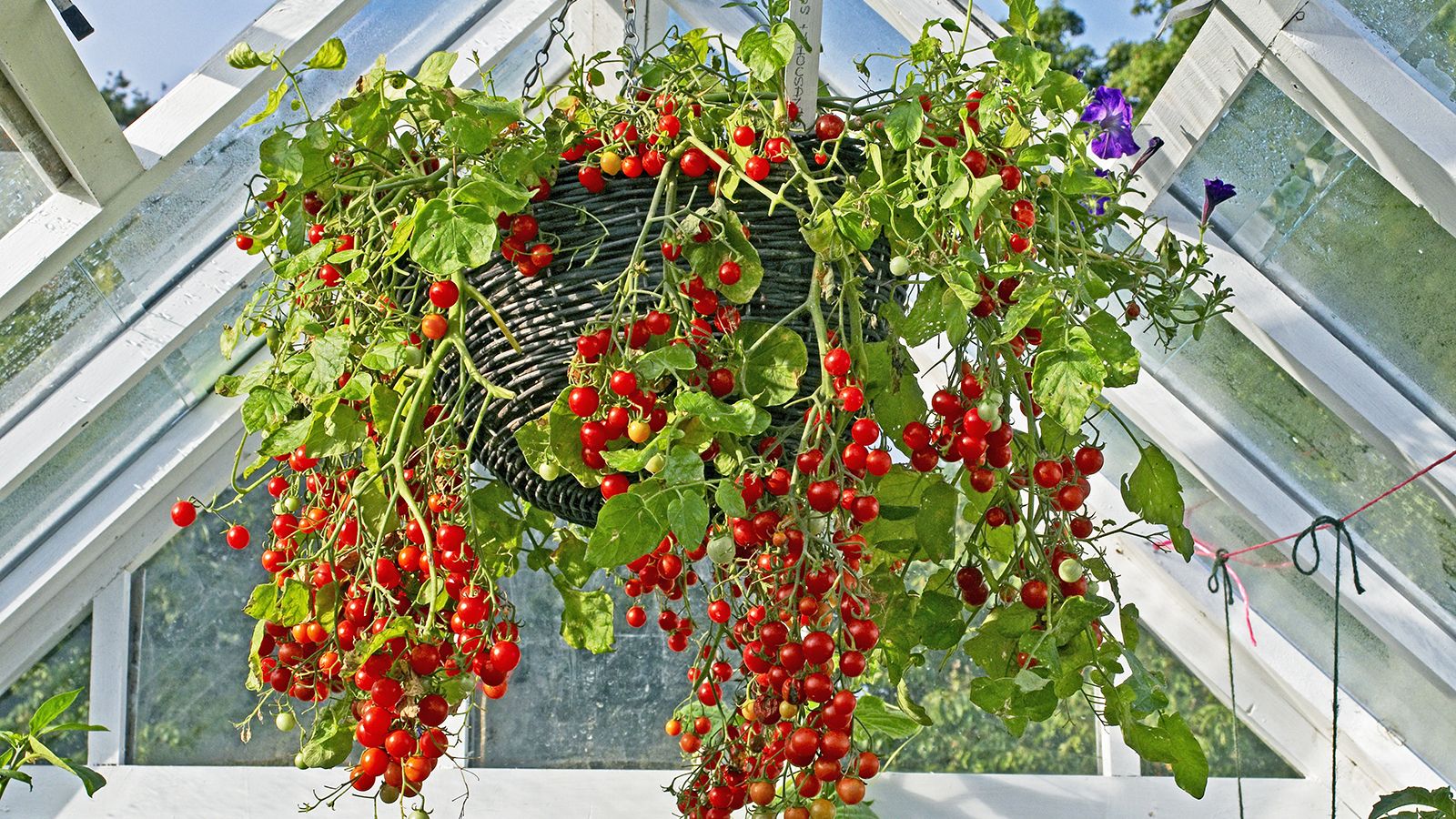 How To Make A Tomato Hanging Basket Ideal For Small Spaces