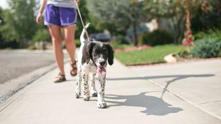 Spriger spaniel puppy walking on a leash