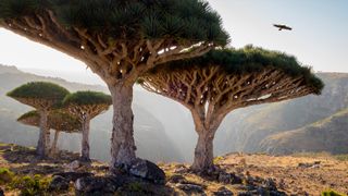Dragon blood trees in rocky landscape, Homhil Protected Area, Socotra, Yemen.