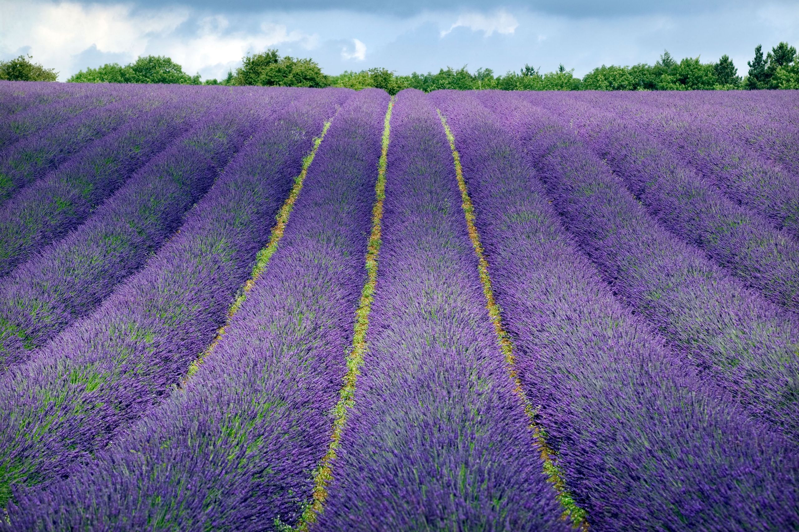Meet the British perfumers squeezing landscapes into scents