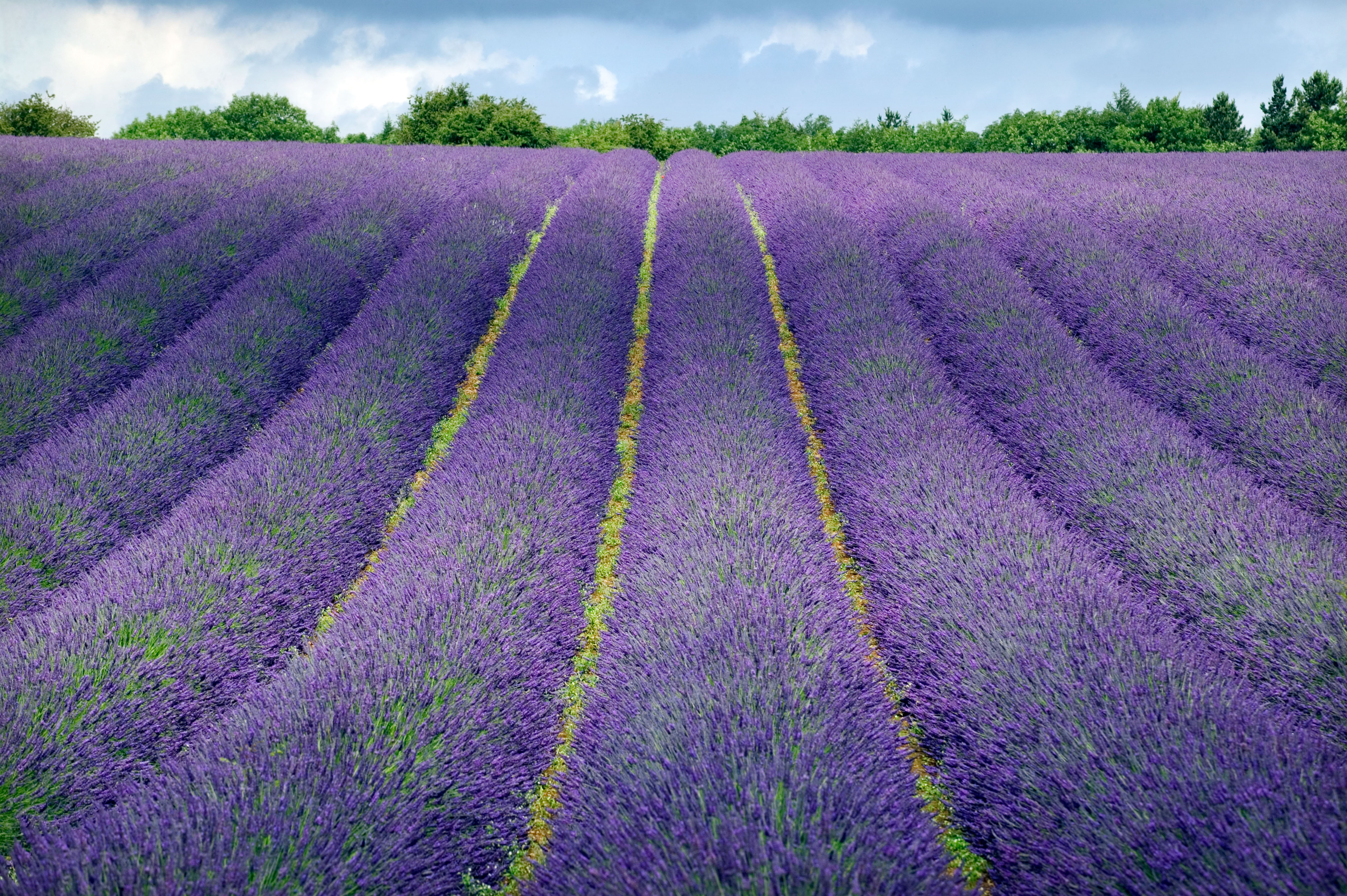 A field of Lavender in Gloucestershire, looking rich and purple
