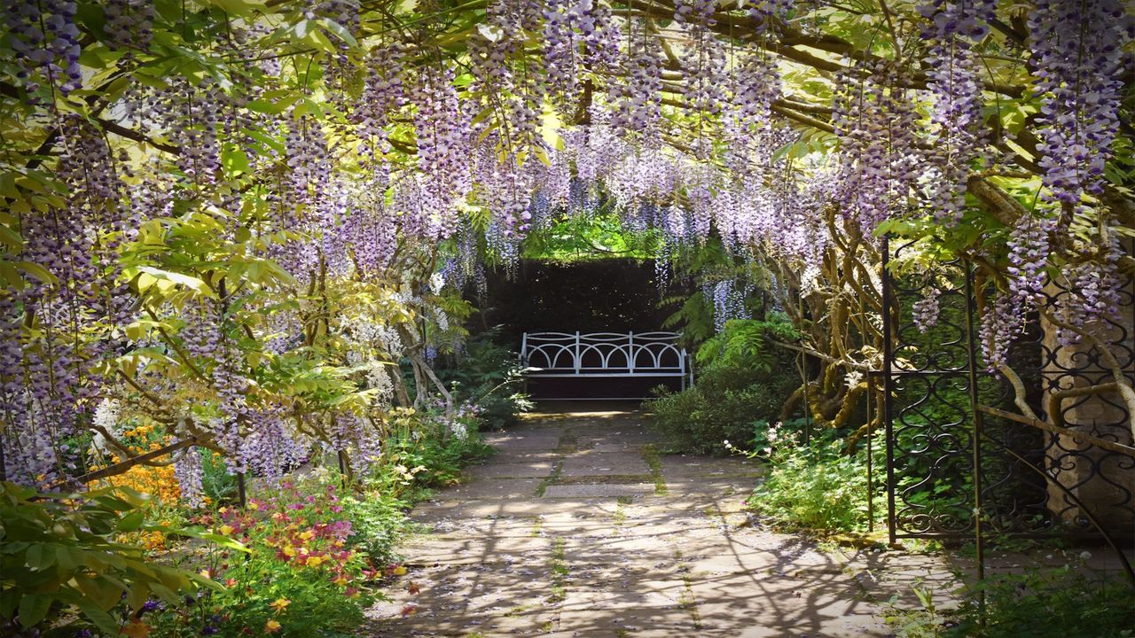 Wisteria pergola garden bench