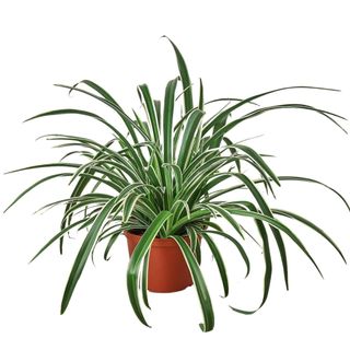 HOUSE PLANT SHOP | Spider Plant 'Reverse' 6" Pot 