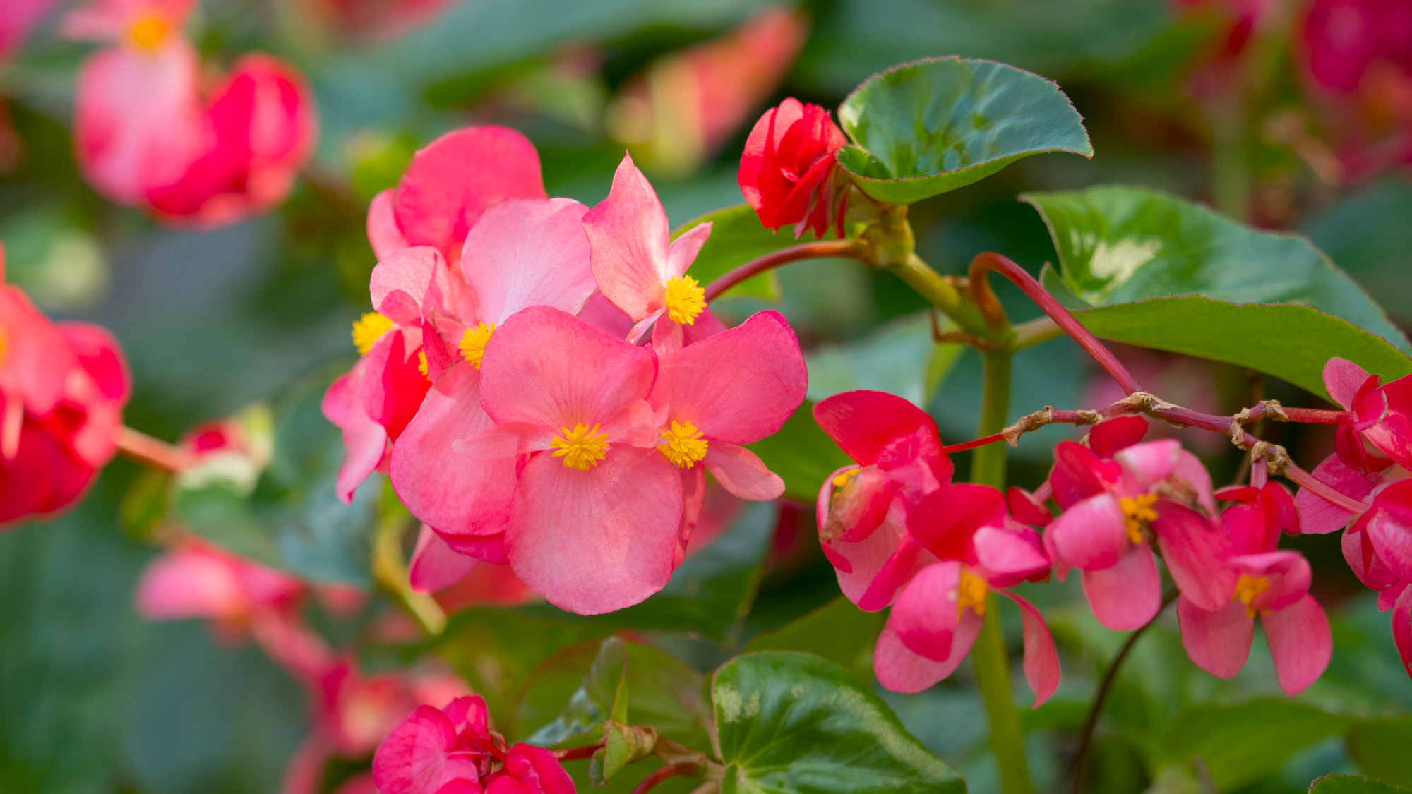 bloom on dragon wing begonia