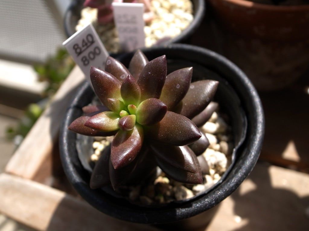 Tiny Potted Jet Beads Plant