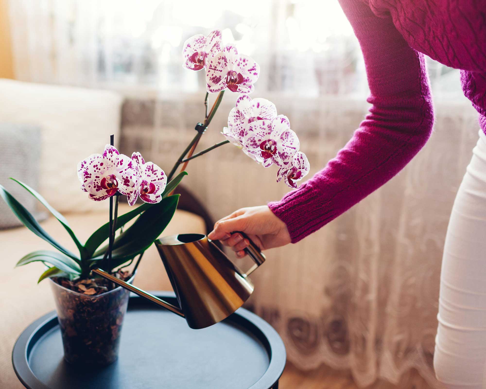 How To Repot An Orchid, Plus Top Tips On When To Do It | Gardeningetc