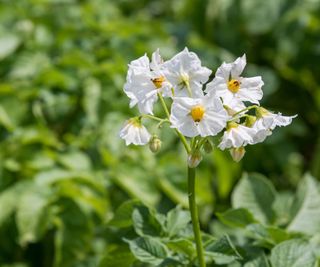 Cluster of small, white flower blooms