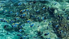 Fish in Maldives