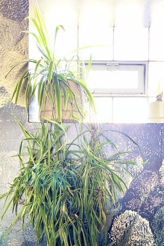 how to care for spider plants with image by Sprout Home