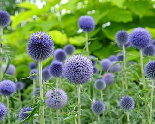 Blue globe thistle flowers or echinops