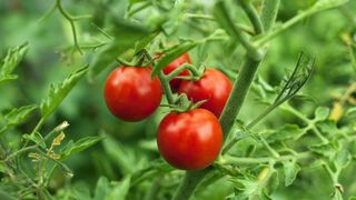 three red tomatoes growing on vine