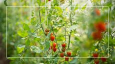 picture of tall tomato plants growing in a greenhouse with string supports