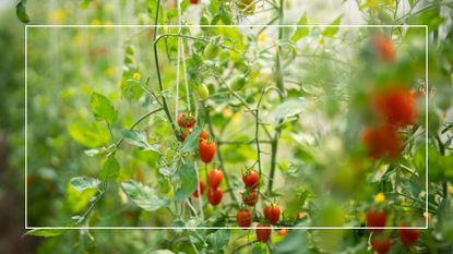 picture of tall tomato plants growing in a greenhouse with string supports