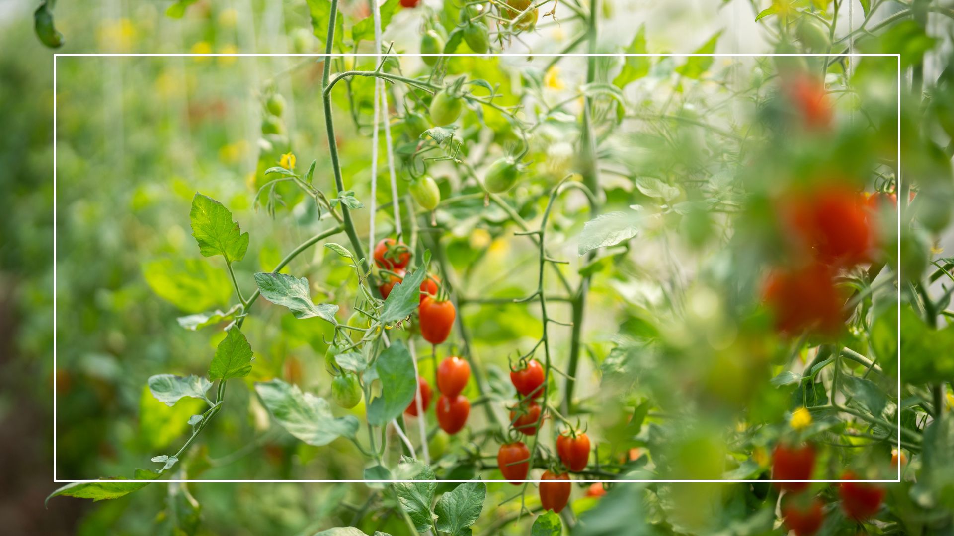 picture of tall tomato plants growing in a greenhouse with string supports