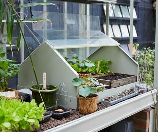 Alitex heated propagator in greenhouse