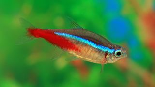 neon tetra fish, with a grey body, neon blue stripe from head to mid-tail and a red tail