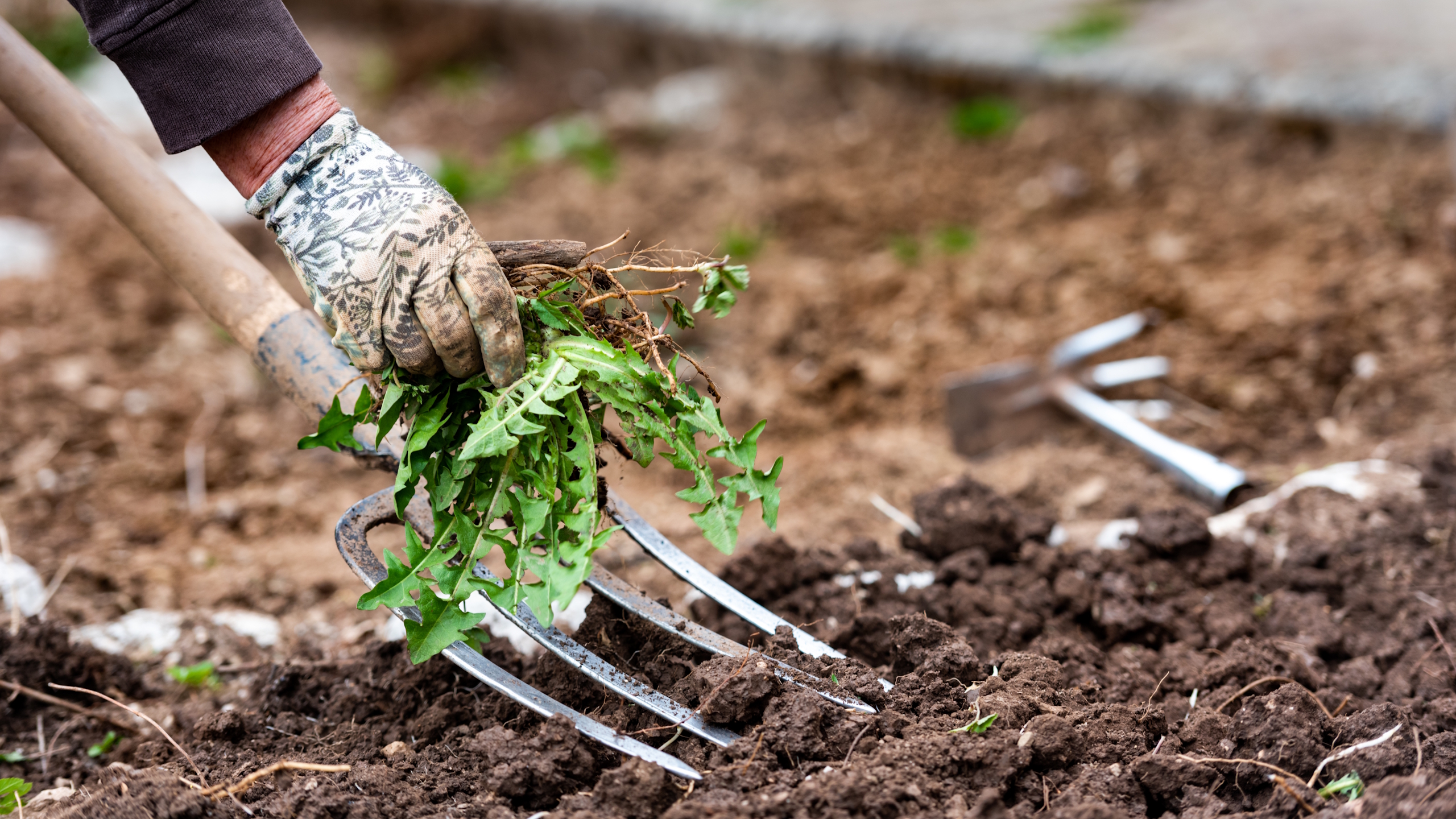 A gardener removes a dandelion from the soil with a garden fork