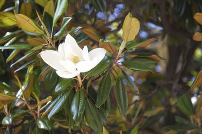 magnolia yellow leaves
