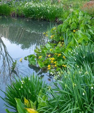 Marginal and aquatic plants in the pond at Benington Lordship in spring