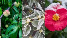 picture of peach tree, rhododendrons and a camiellia bush