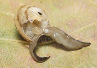 The New Guinea flatworm uses its pharynx (white) to ingest soft tissues from a Mediterranean snail.