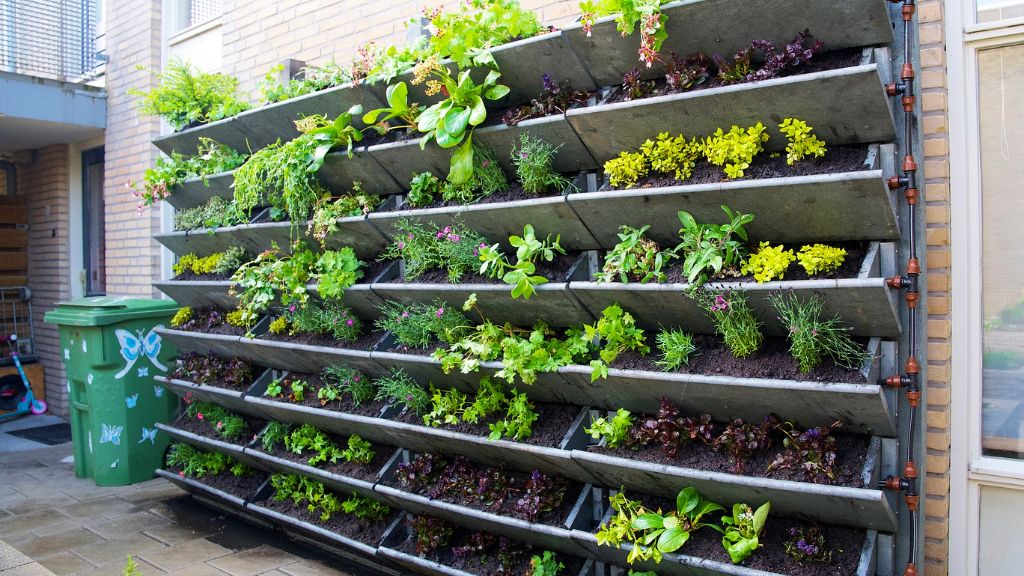 Plants growing on a wall