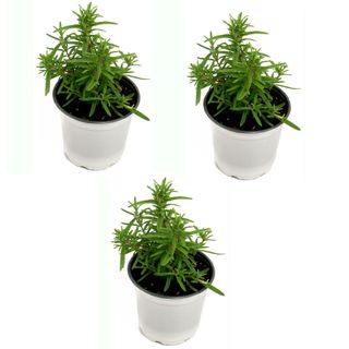 Rosemary Herb Plant 