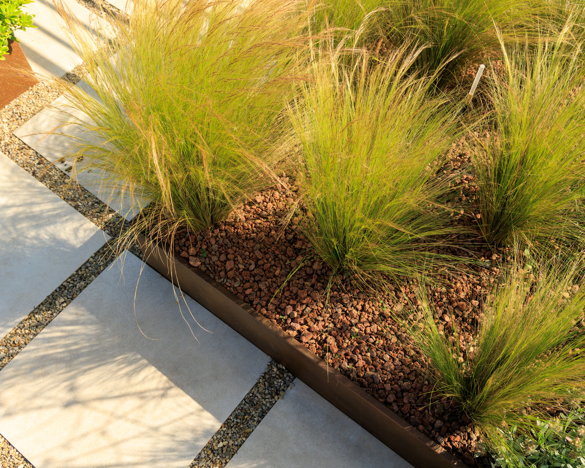 planting design with ornamental grasses and coloured gravel in a bed edged with wooden board, bordered by white pavers and gravel