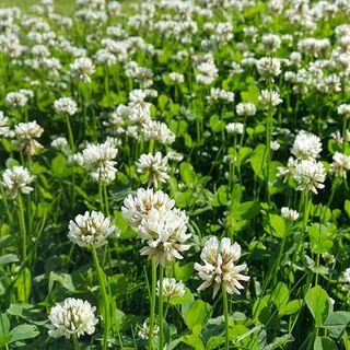 Premier Seeds Direct - Green Manure Seeds - White Clover - 60gm Finest Seeds