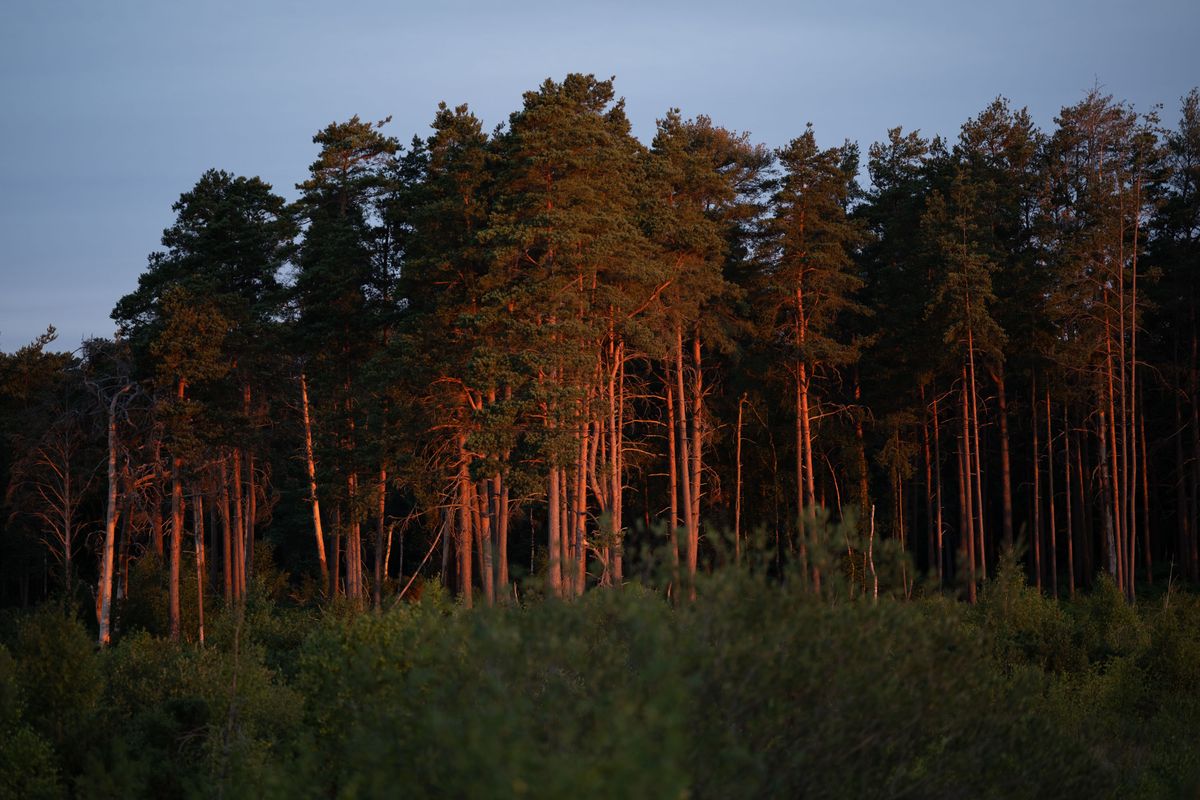 Viltrox AF 90mm F2.2 EVO lens image gallery: edge of a forest at first light, the trees are a vibrant red