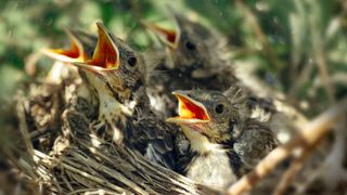Chicks in a nest with their mouths open waiting to be fed
