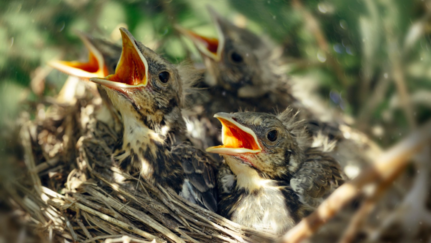 what to feed a baby bird: chicks in nest