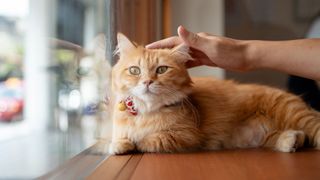 ginger munchkin cat