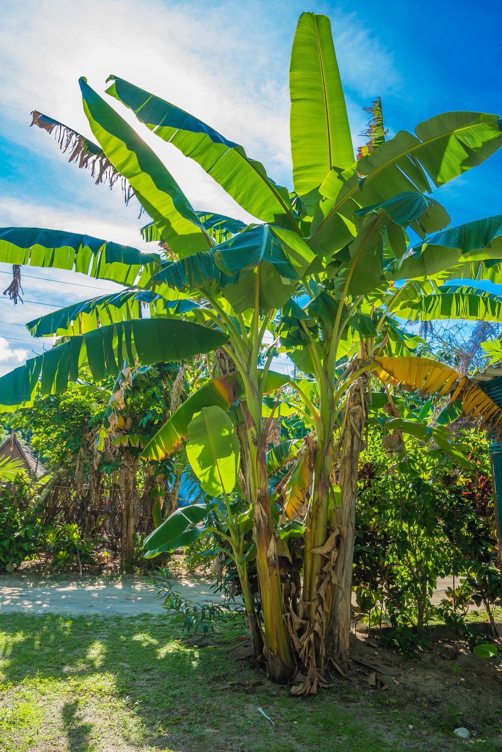 How to grow a banana tree even in colder climates Homes & Gardens
