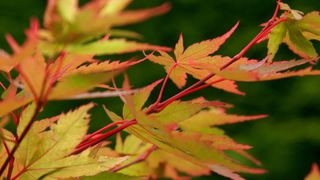 close-up of leaves of Acer palmatum 'Sango Kaku'