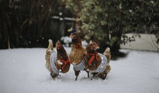 chickens in costume