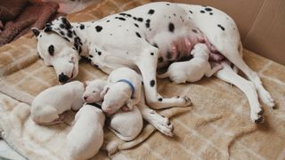 Dalmatian mother with her puppies