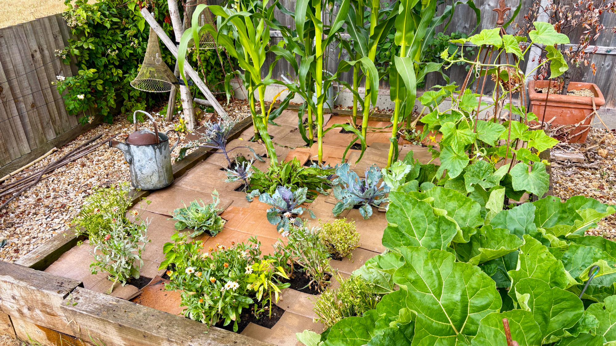 recycled cardboard used to mulch a raised vegetable bed