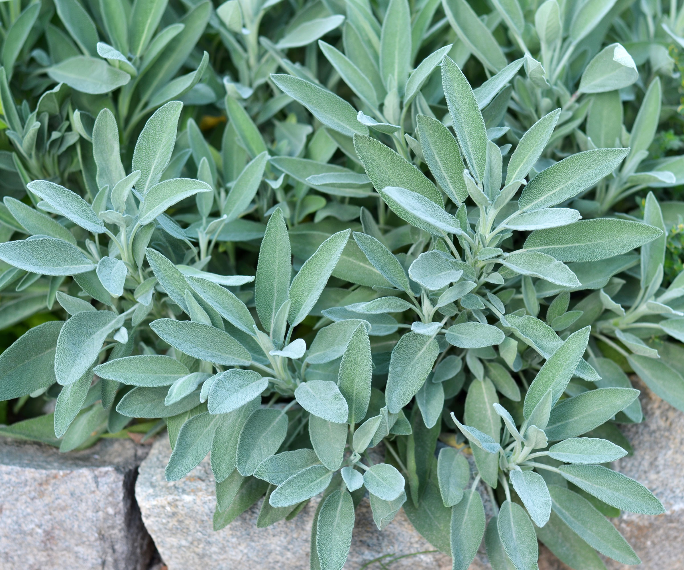 green sage plant growing around white rocks