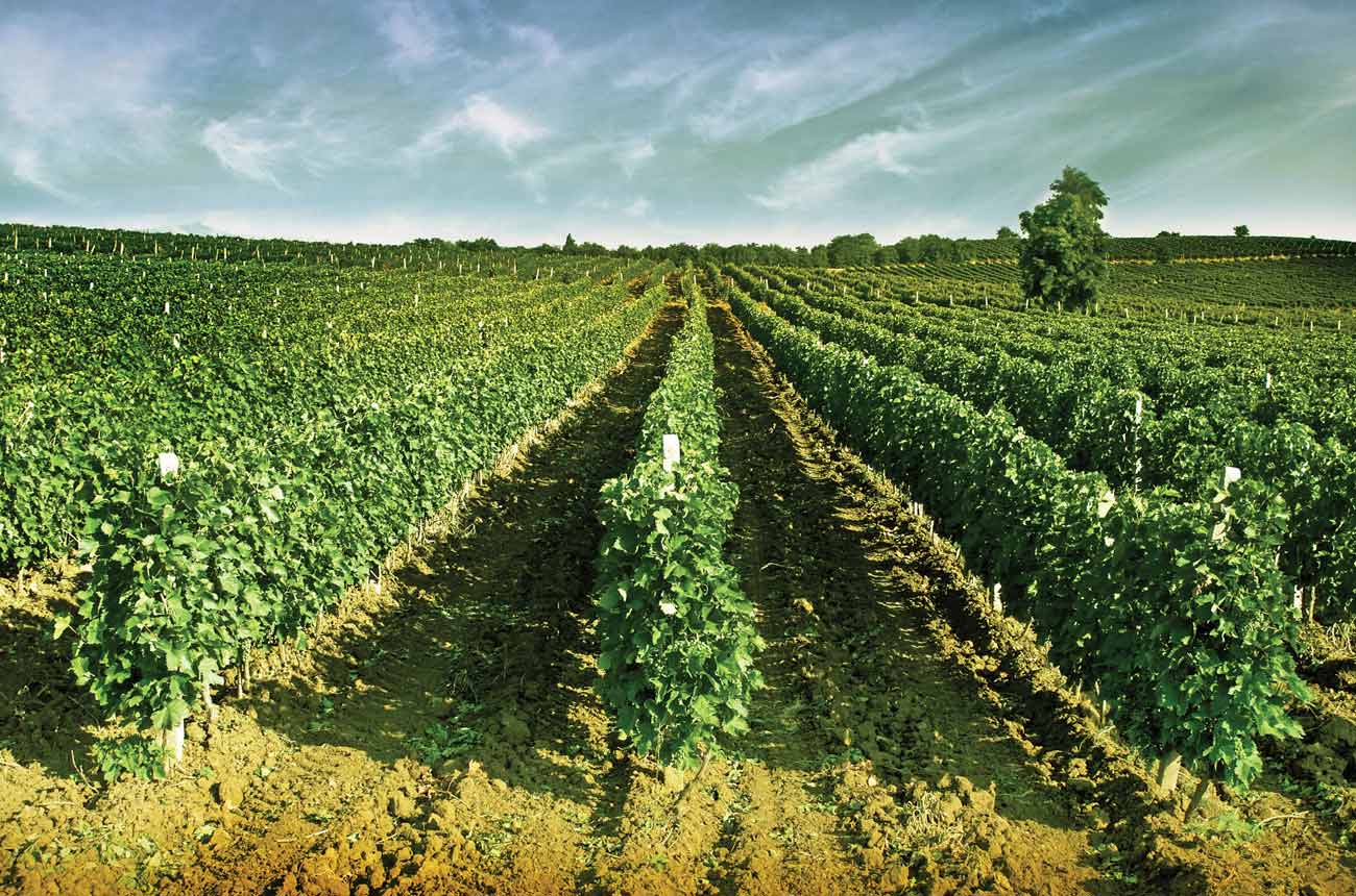 Rows of vines stretching into the distance