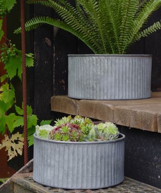 galvanised planters with succulents and ferns