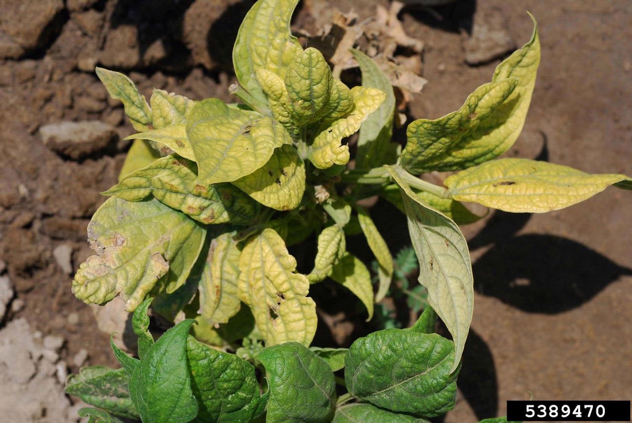 Bean Plant With Curly Top Virus