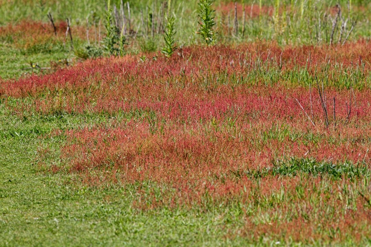 sheep sorrel