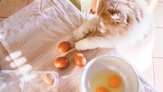 A ginger tabby cat looking at eggs on a kitchen table