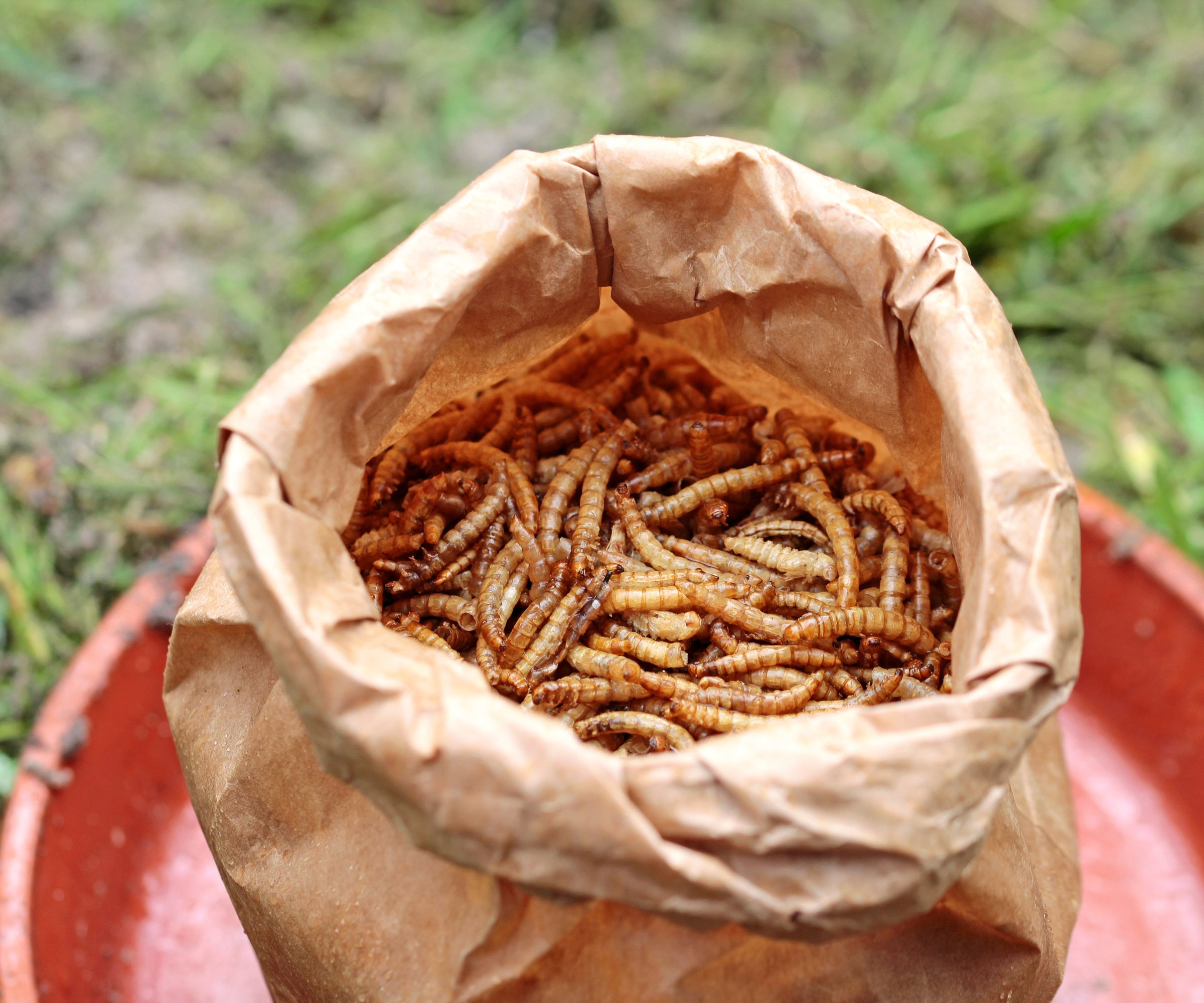 hummingbird feed station with open bag of mealworms placed on red bowl