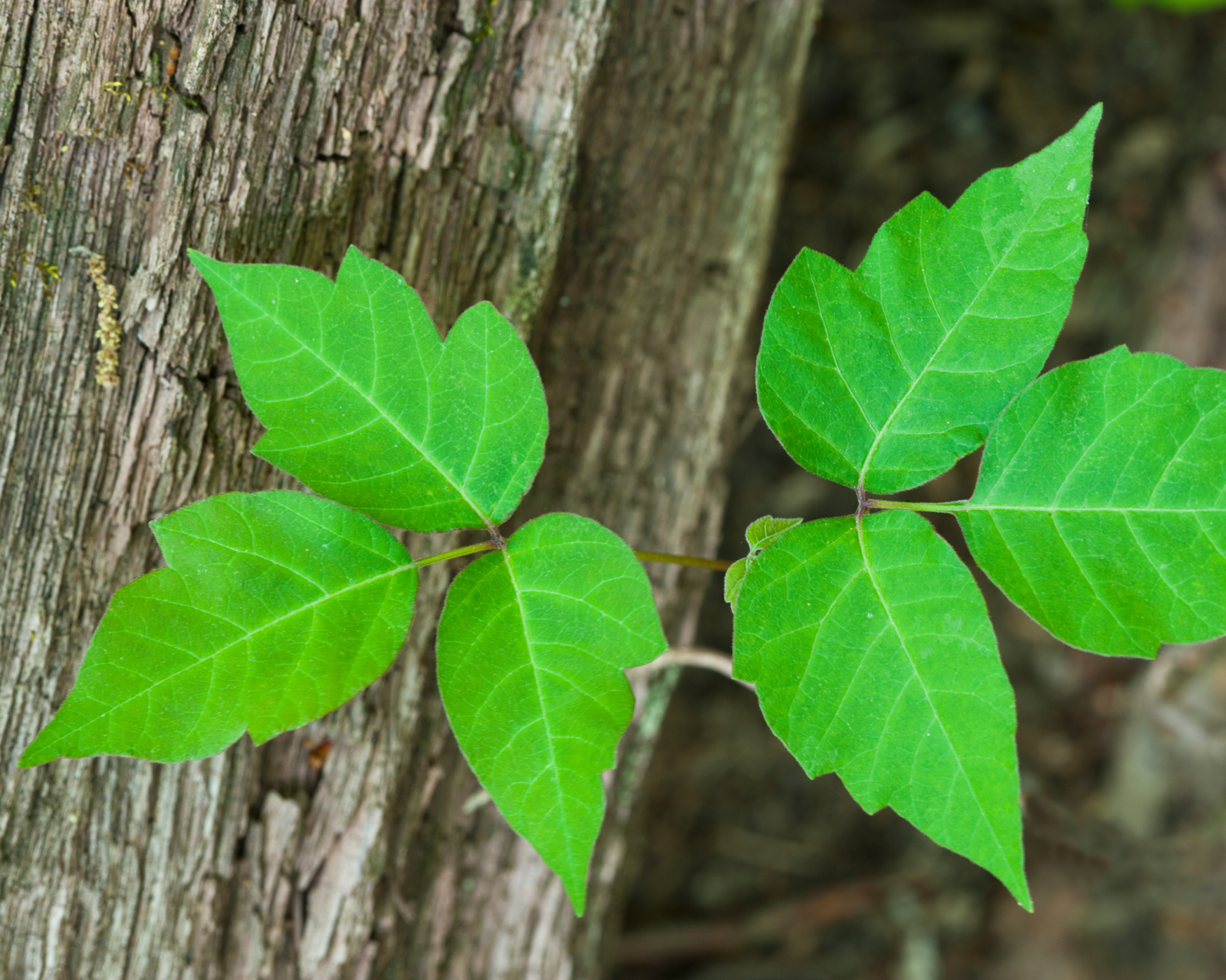 Small poison ivy plant on tree