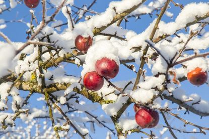 Apple Tree Covered in Snow