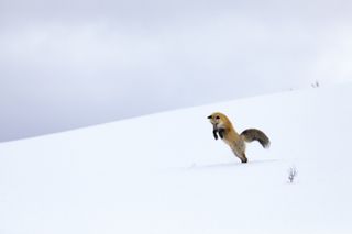 A fox diving in the snow for food in the fifth episode.
