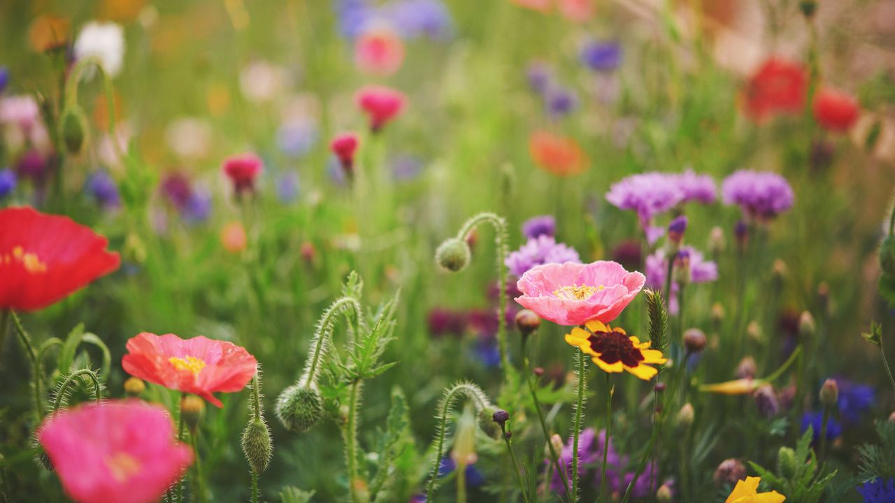 Poppies and other wildflowers in a garden